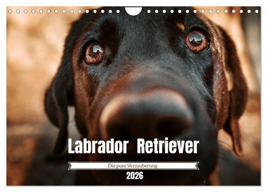 Verzauberung Labrador Retriever 2026 (Wandkalender 2026 DIN A4 quer), CALVENDO Monatskalender - Sensiebelfotografie Saskia Katharina Siebel