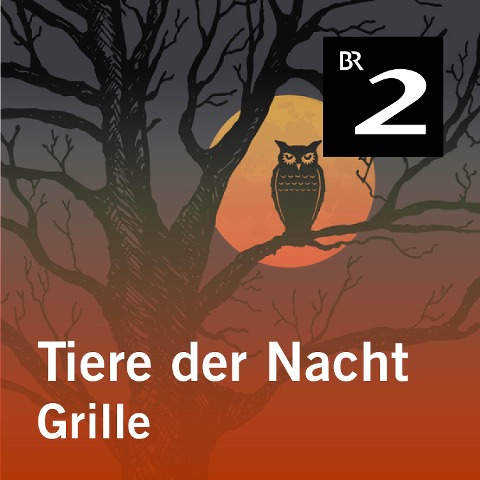 Tiere der Nacht: Grille - Silke Wolfrum
