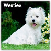 West Highland White Terriers - Westhighland White Terrier - Westies 2026 - 16-Monatskalender - Browntrout Publishers