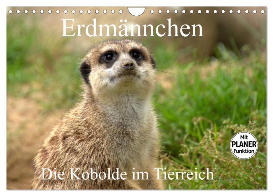 Erdmännchen - Die Kobolde im Tierreich (Wandkalender 2026 DIN A4 quer), CALVENDO Monatskalender - Arno Klatt
