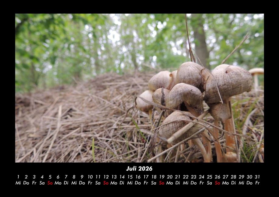 InsideView 11