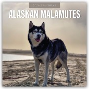 Cover-Bild zum Titel 'Alaskan Malamutes - Alaskischer Malamute 2026 - 16-Monatskalender' von 'Robin Red'