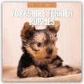 Yorkshire Terrier Puppies - Yorkshire Terrier Hundewelpen 2025 - 16-Monatskalender - 