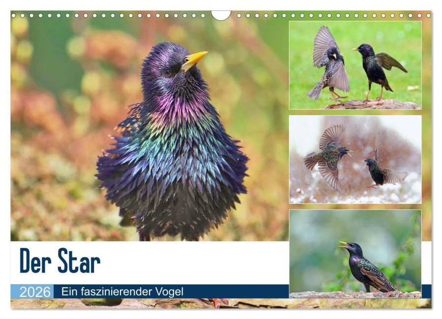 Der Star (Wandkalender 2026 DIN A3 quer), CALVENDO Monatskalender - Lutz Klapp