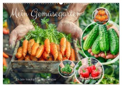 Cover-Bild zum Titel 'Mein Gemüsegarten - Ein Jahr knackig frisches Gemüse (Wandkalender 2026 DIN A2 quer), CALVENDO Monatskalender' von 'Anja Frost'
