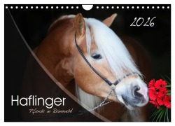 Cover-Bild zum Titel 'Haflinger-Pferde in Reinzucht (Wandkalender 2026 DIN A4 quer), CALVENDO Monatskalender' von 'Natural-Golden. de Natural-Golden. de'