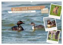 Brut- und Setzzeit. Neues Leben entsteht. (Wandkalender 2026 DIN A2 quer), CALVENDO Monatskalender - Arne Wünsche