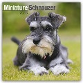 Miniature Schnauzer - Zwergschnauzer 2025 - 16-Monatskalender - Avonside Publishing Ltd