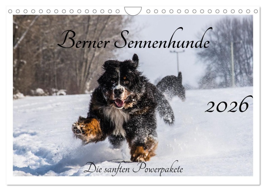 Berner Sennenhunde - Die sanften Powerpakete (Wandkalender 2026 DIN A4 quer), CALVENDO Monatskalender - Jana K. Fotografie