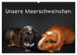 Unsere Meerschweinchen (Wandkalender 2026 DIN A2 quer), CALVENDO Monatskalender - Hermann Klecker