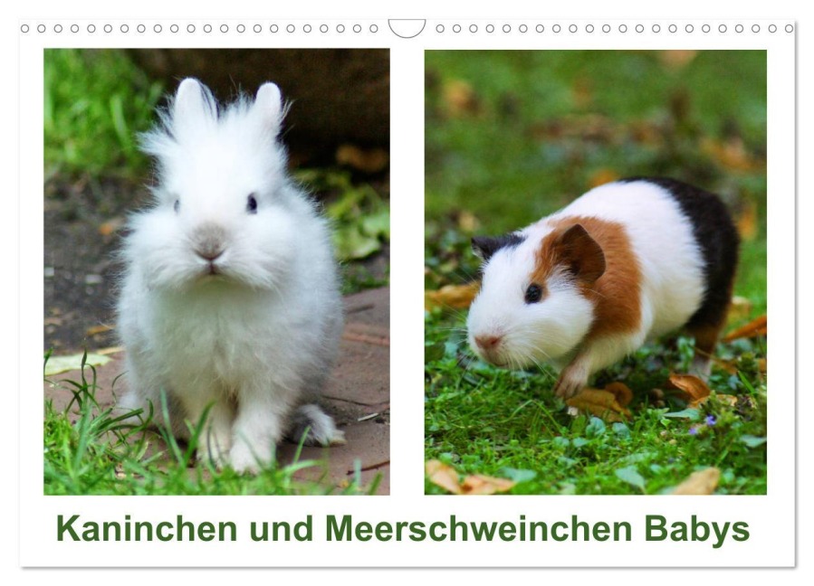 Kaninchen und Meerschweinchen Babys (Wandkalender 2025 DIN A3 quer), CALVENDO Monatskalender - Kattobello Kattobello
