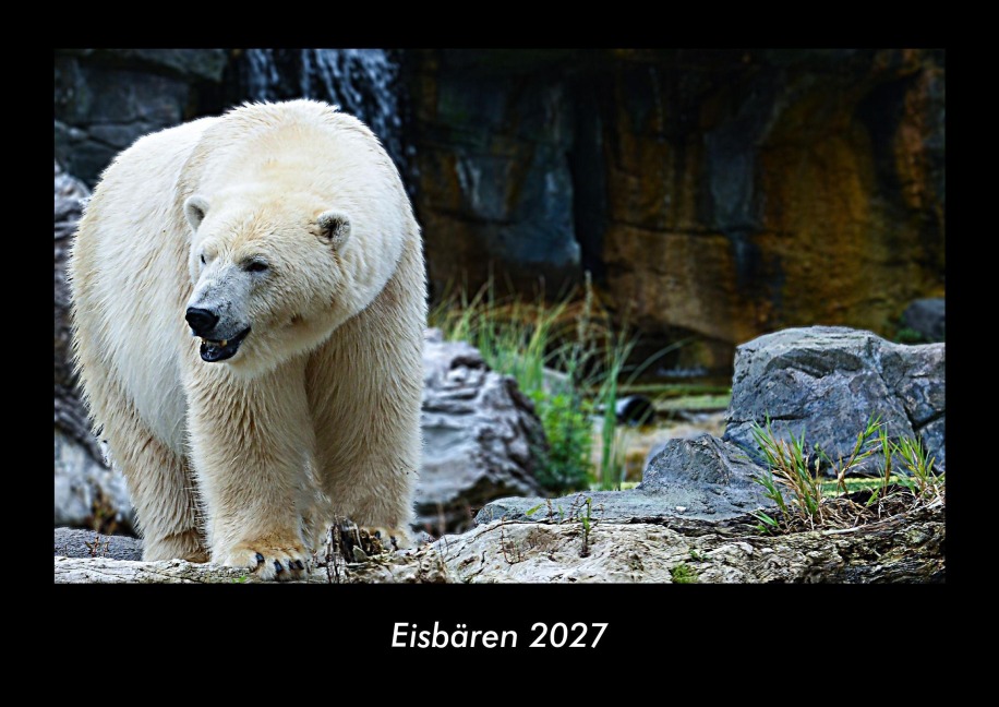 Eisbären 2027 Fotokalender DIN A3 - Tobias Schmitt, Kevin Heber