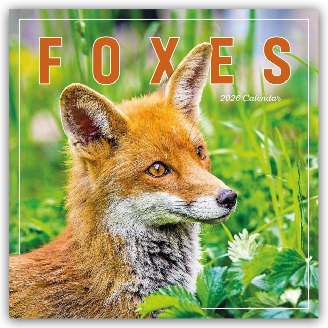 Foxes - Füchse 2026 - Wand-Kalender - Carousel Calendar