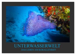Cover-Bild zum Titel 'Unterwasserwelt - Das Leben am Korallenriff (Wandkalender 2026 DIN A4 quer), CALVENDO Monatskalender' von 'Dirk Meutzner'