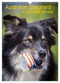 Australian Shepherd ¿ Mit dem Aussie unterwegs (Wandkalender 2025 DIN A3 hoch), CALVENDO Monatskalender - Andrea Mayer Tierfotografie