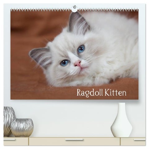 Ragdoll Kitten (hochwertiger Premium Wandkalender 2025 DIN A2 quer), Kunstdruck in Hochglanz - Fotodesign Verena Scholze