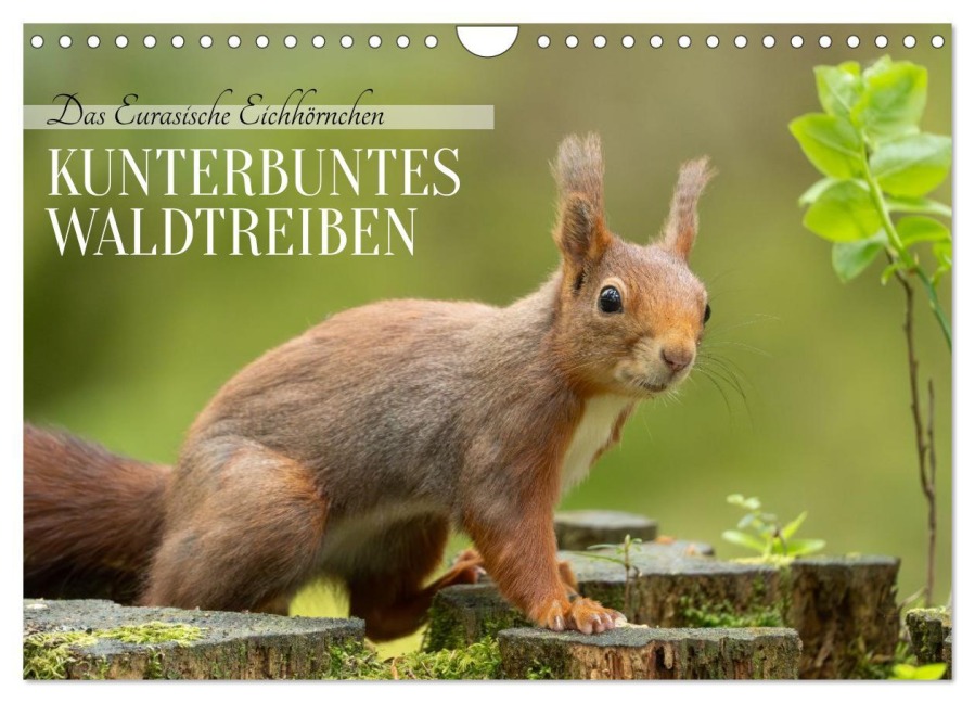 Das Eurasische Eichhörnchen - Kunterbuntes Waldtreiben (Wandkalender 2026 DIN A4 quer), CALVENDO Monatskalender - Angela Merk