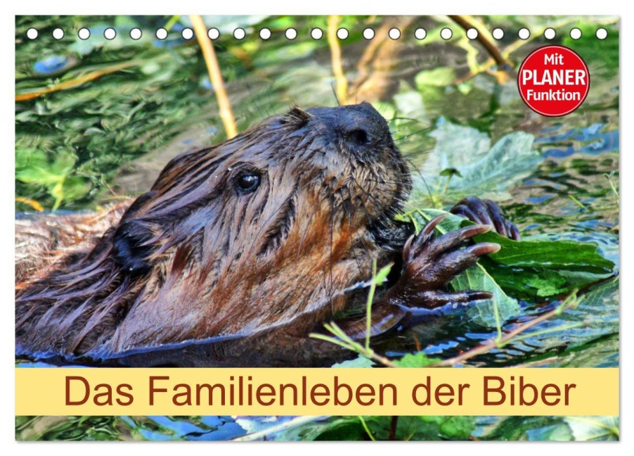 Das Familienleben der Biber (Tischkalender 2026 DIN A5 quer), CALVENDO Monatskalender - Kattobello Kattobello