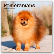 Pomeranians - Spitz 2026 - 16-Monatskalender - Browntrout Publishers
