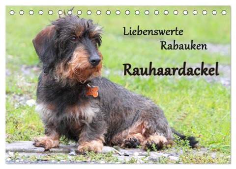 Liebenswerte Rabauken Rauhaardackel / CH-Version (Tischkalender 2024 DIN A5 quer), CALVENDO Monatskalender - Barbara Mielewczyk