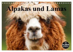 Cover-Bild zum Titel 'Alpakas und Lamas (Wandkalender 2026 DIN A4 quer), CALVENDO Monatskalender' von 'Elisabeth Stanzer'