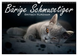 Cover-Bild zum Titel 'Bärige Schmusetiger - Britisch Kurzhaar (Wandkalender 2026 DIN A3 quer), CALVENDO Monatskalender' von 'Inge Zimmermann-Probst'