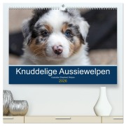 Australian Shepherd Welpen 2026 (hochwertiger Premium Wandkalender 2026 DIN A2 quer), Kunstdruck in Hochglanz - Annett Mirsberger www. annettmirsberger. de