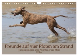 Cover-Bild zum Titel 'Freunde auf vier Pfoten am Strand (Wandkalender 2026 DIN A4 quer), CALVENDO Monatskalender' von 'Gerhard Bittner'