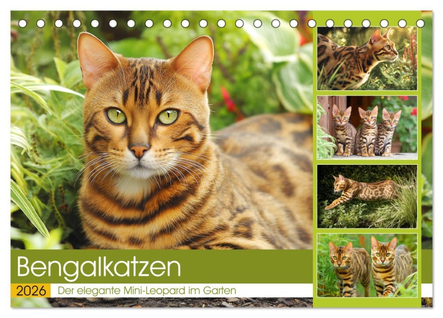 Bengalkatzen. Der elegante Mini-Leopard im Garten (Tischkalender 2026 DIN A5 quer), CALVENDO Monatskalender - Rose Hurley