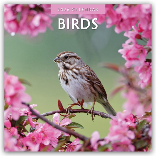 Birds - Vögel 2025 - 16-Monatskalender - Robin Red