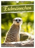 Erdmännchen, putzige Kerlchen mit großen Knopfaugen (Wandkalender 2024 DIN A4 hoch), CALVENDO Monatskalender - Sabine Löwer