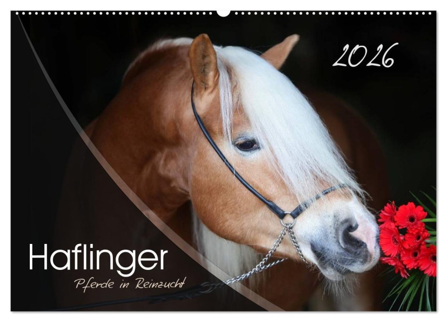 Haflinger-Pferde in Reinzucht (Wandkalender 2026 DIN A2 quer), CALVENDO Monatskalender - Natural-Golden. de Natural-Golden. de