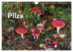 Cover-Bild zum Titel 'Pilze (Wandkalender 2027 DIN A4 quer), CALVENDO Monatskalender' von 'McPHOTO Bäsemann Diehl Helwig Pum Schulz'