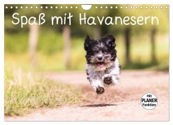 Cover-Bild zum Titel 'Spaß mit Havanesern (Wandkalender 2027 DIN A4 quer), CALVENDO Monatskalender' von 'Sonja Teßen'