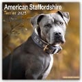 American Staffordshire Terrier 2025 - 16-Monatskalender - Avonside Publishing