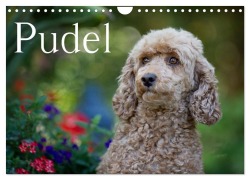 Cover-Bild zum Titel 'Pudel (Wandkalender 2026 DIN A4 quer), CALVENDO Monatskalender' von 'Nicole Noack'