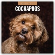 Cockapoos - Cockapoo 2026 - 16-Monatskalender - Robin Red