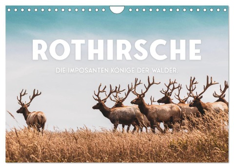 Rothirsche - Die imposanten Könige der Wälder. (Wandkalender 2025 DIN A4 quer), CALVENDO Monatskalender - Sf Sf