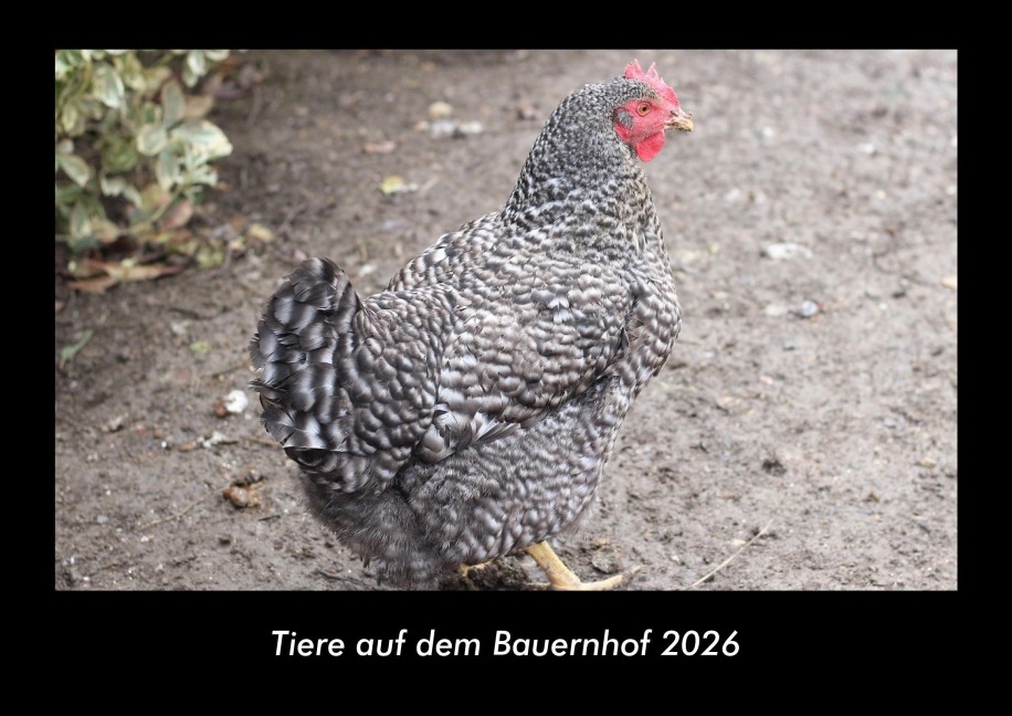 Tiere auf dem Bauernhof 2026 Fotokalender DIN A3 - Kevin Heber, Tobias Schmitt