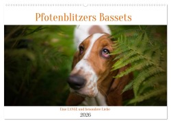 Cover-Bild zum Titel 'Der Basset, eine LANGE und besondere Liebe (Wandkalender 2026 DIN A2 quer), CALVENDO Monatskalender' von 'Pfotenblitzer Tierfotografie'