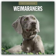 Cover-Bild zum Titel 'Weimaraners - Weimaraner 2027 - 16-Monatskalender' von 'Robin Red'