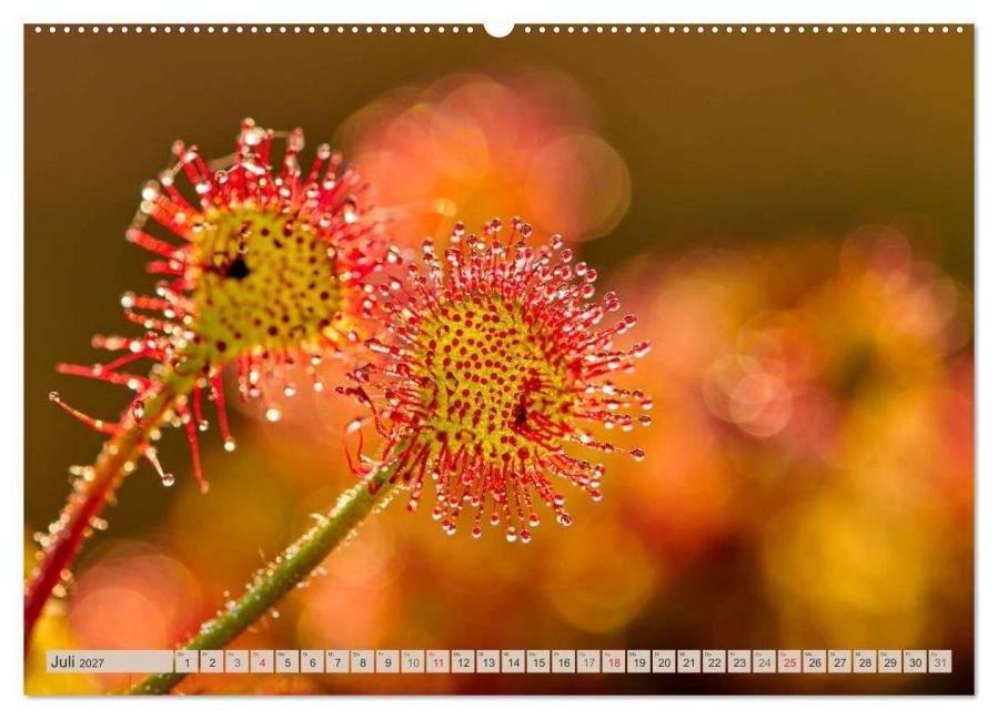 InsideView 12