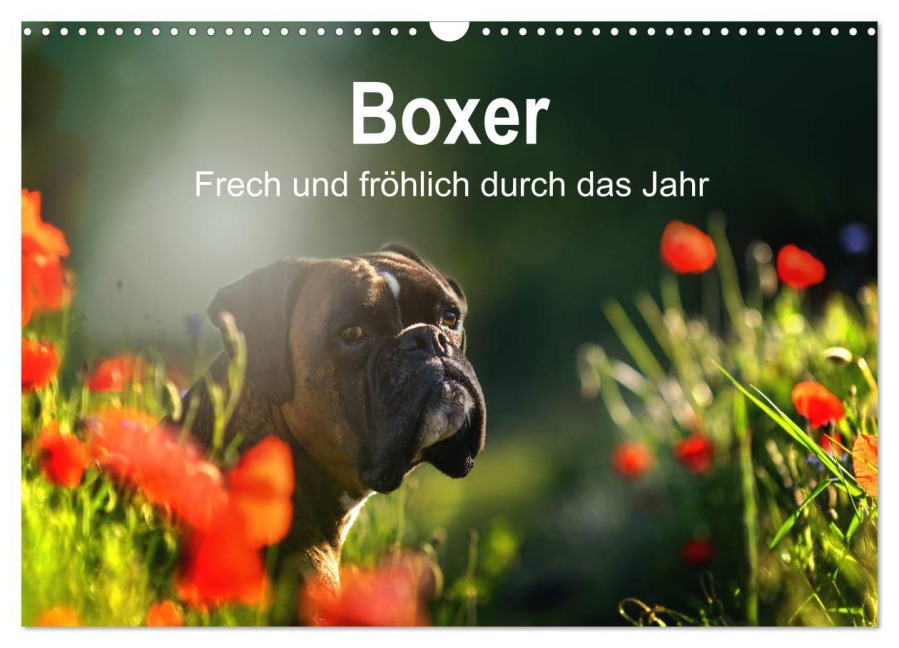 Boxer Frech und fröhlich durch das Jahr (Wandkalender 2026 DIN A3 quer), CALVENDO Monatskalender - Yvonne Janetzek