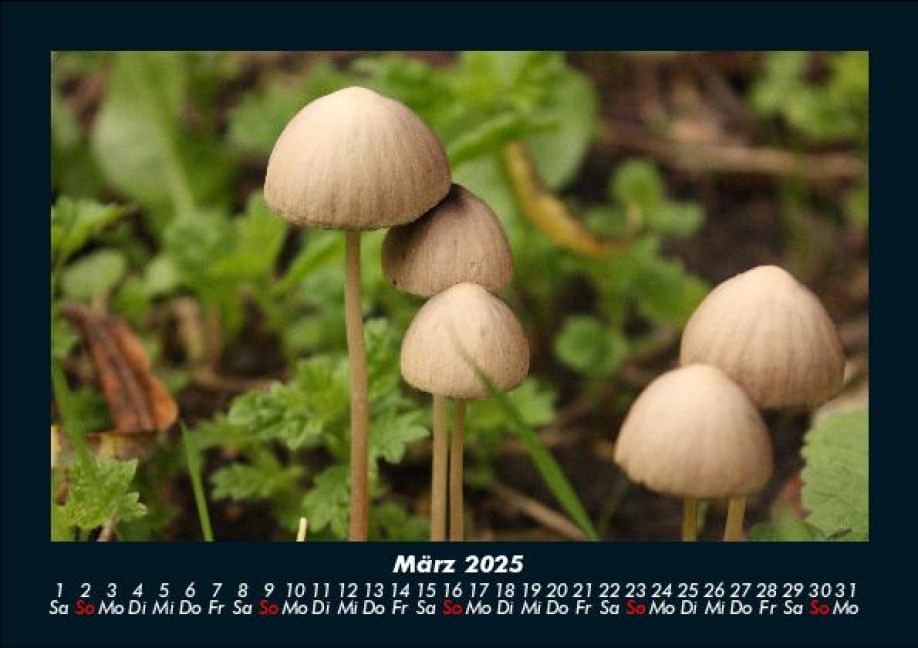 InsideView 7
