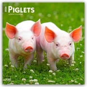 Piglets - Ferkel 2026 - 16-Monatskalender - Browntrout Publishers