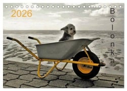 Cover-Bild zum Titel 'Bolonka 2026 (Tischkalender 2026 DIN A5 quer), CALVENDO Monatskalender' von 'C. Winnen'