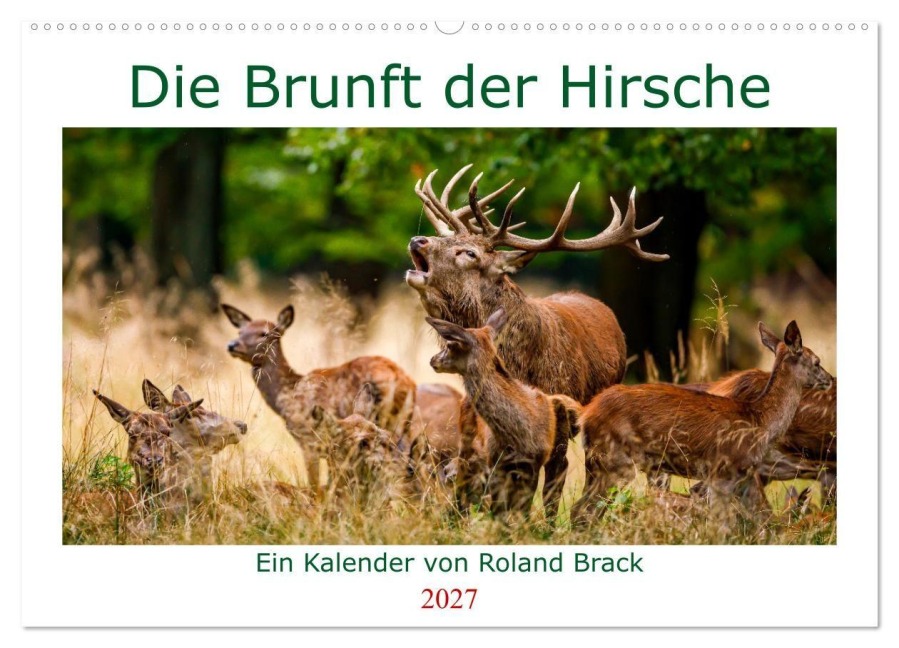 Die Brunft der Hirsche (Wandkalender 2027 DIN A2 quer), CALVENDO Monatskalender - Roland Brack