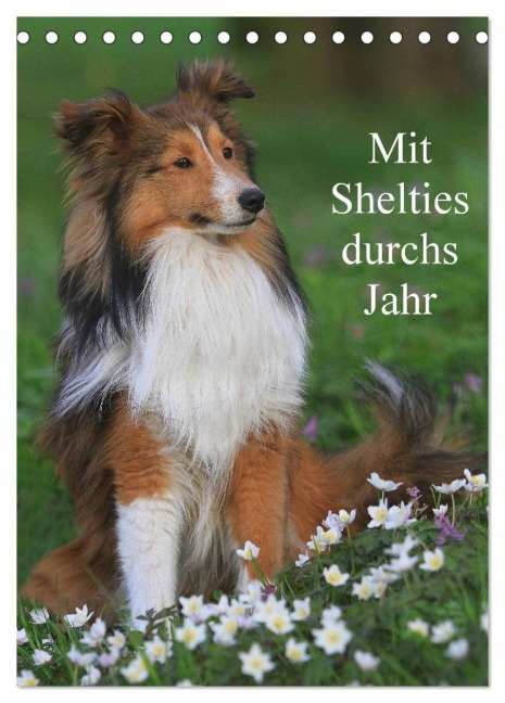 Mit Shelties durchs Jahr (Tischkalender 2026 DIN A5 hoch), CALVENDO Monatskalender - Marion Reiß - Seibert