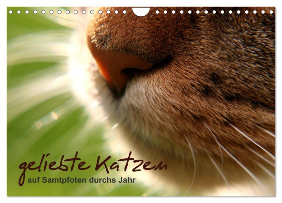 geliebte Katzen - auf Samtpfoten durchs Jahr (Wandkalender 2026 DIN A4 quer), CALVENDO Monatskalender - Isabel Schöne