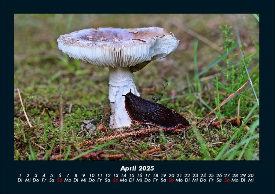 InsideView 8